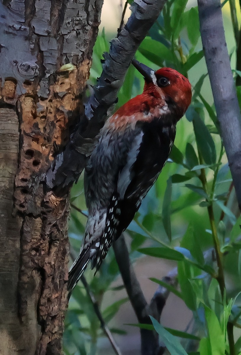Red-breasted Sapsucker - ML620046111