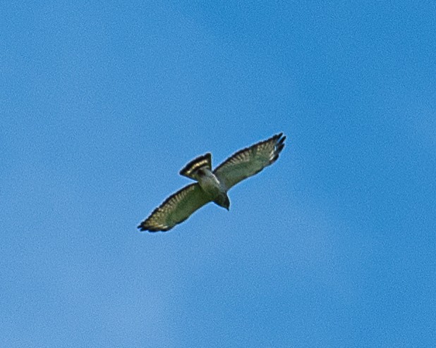 Broad-winged Hawk - ML620046121