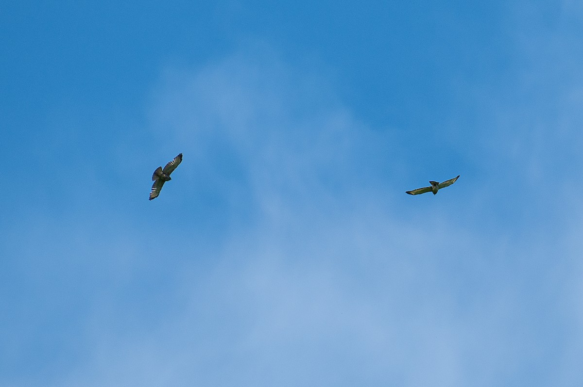 Broad-winged Hawk - ML620046124