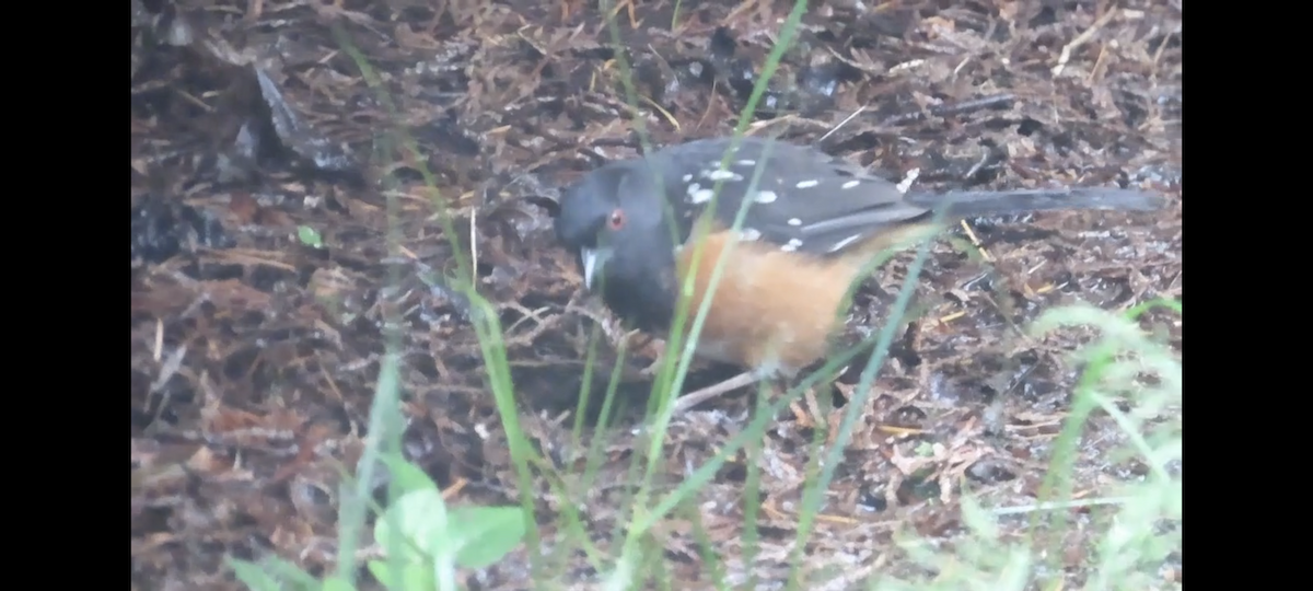 Spotted Towhee - ML620046125