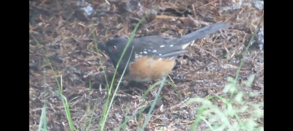 Spotted Towhee - ML620046126