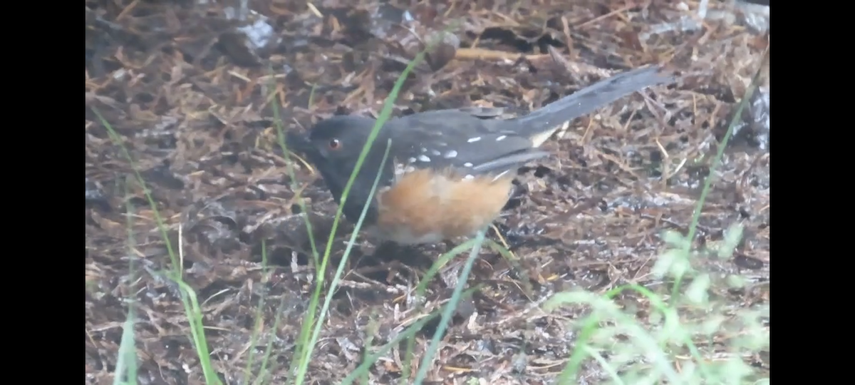 Spotted Towhee - ML620046127