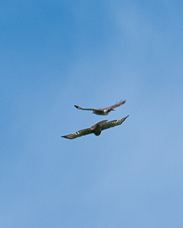 Broad-winged Hawk - ML620046128