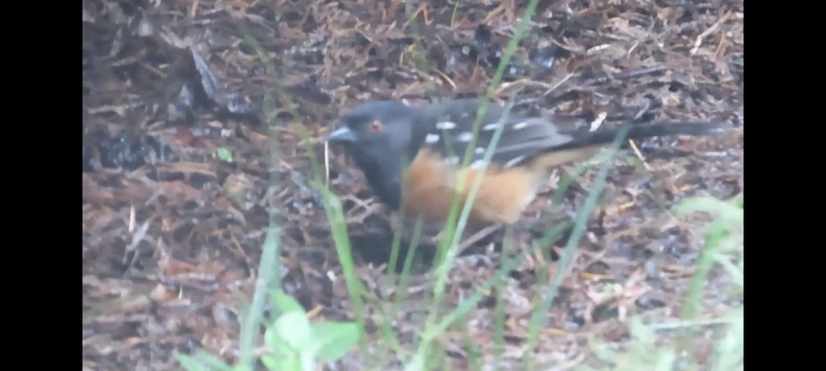 Spotted Towhee - ML620046129