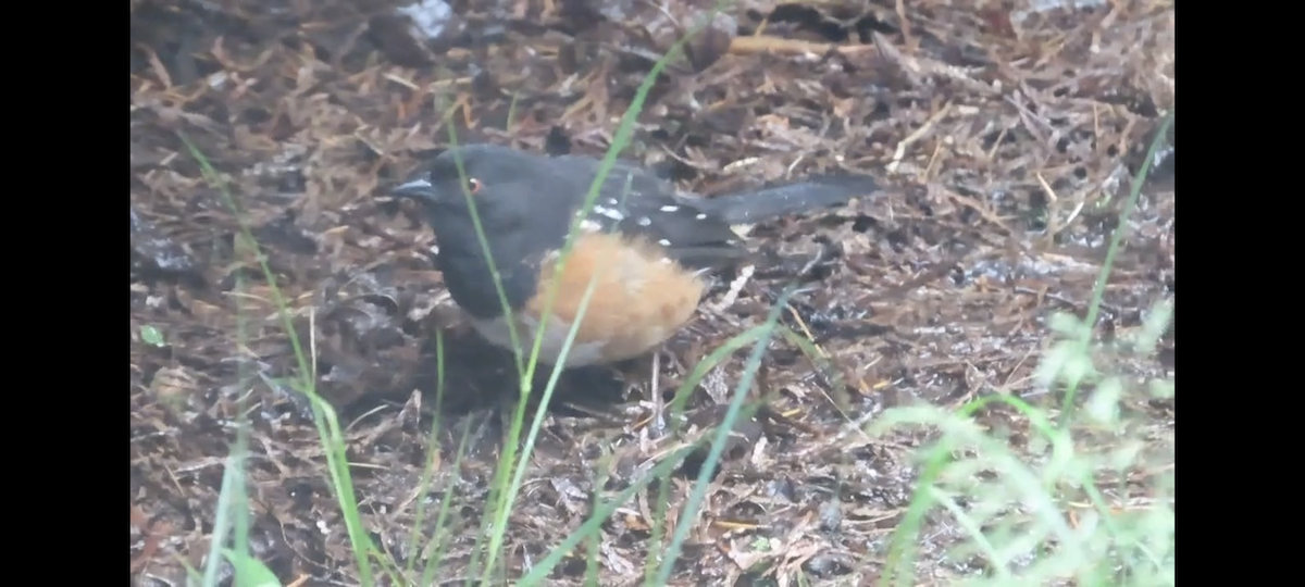 Spotted Towhee - ML620046130