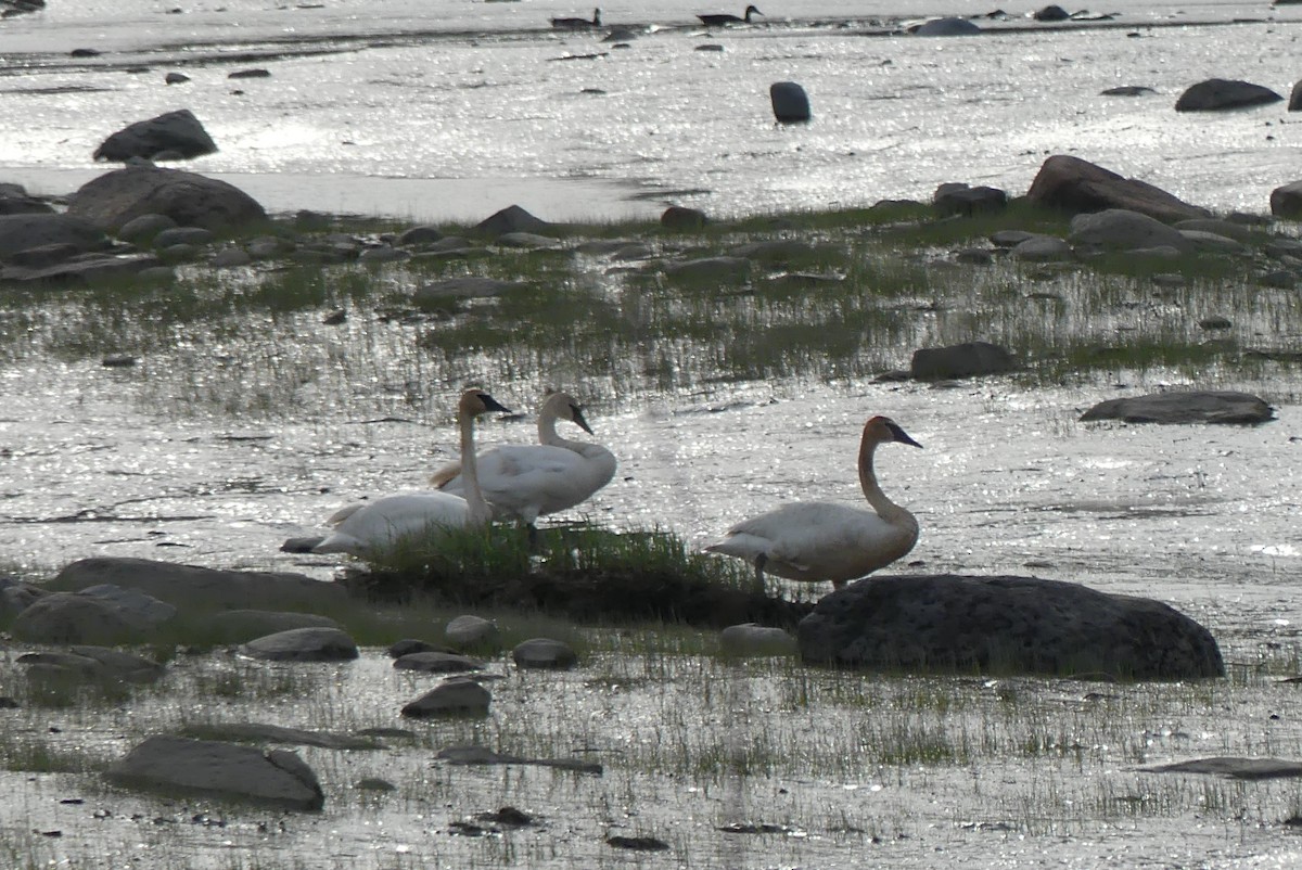 Trumpeter Swan - ML620046145