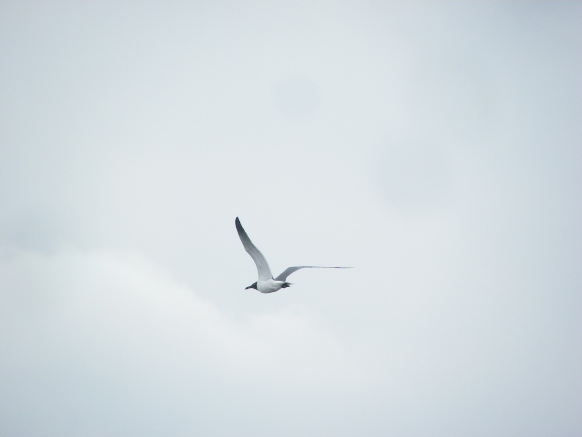 Laughing Gull - ML620046154