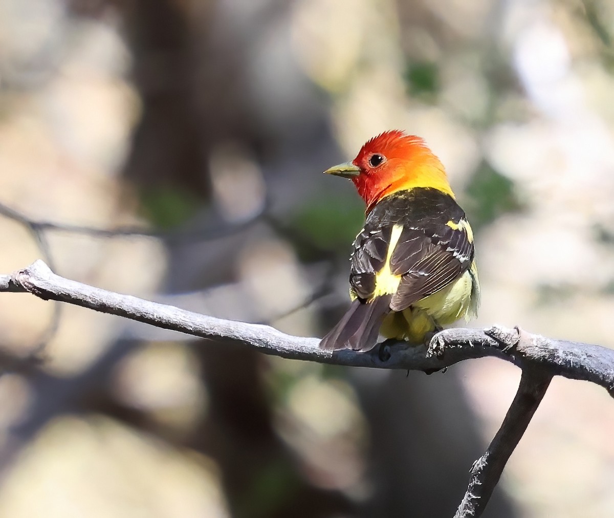 Western Tanager - ML620046161