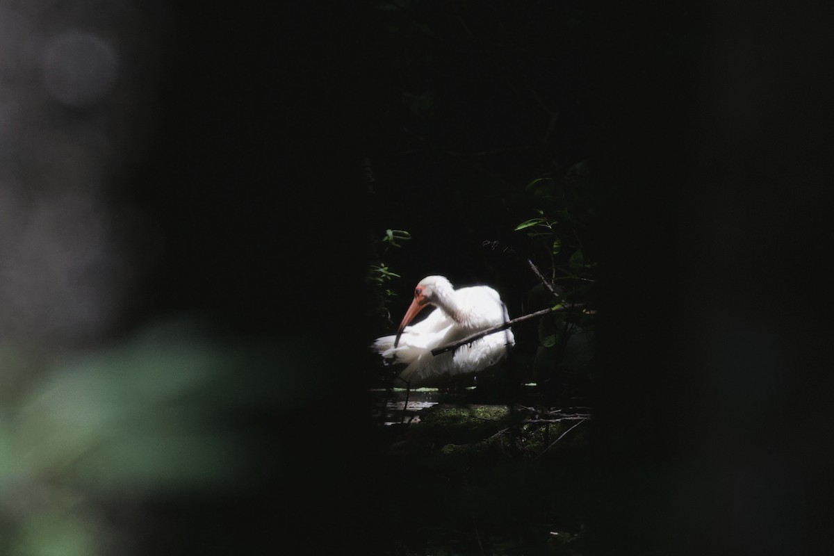 Ibis blanc - ML620046168
