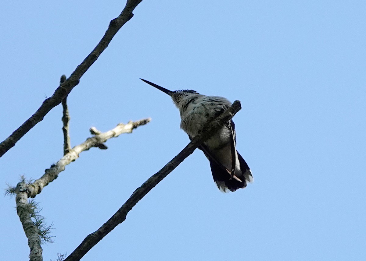 Ruby-throated Hummingbird - ML620046169