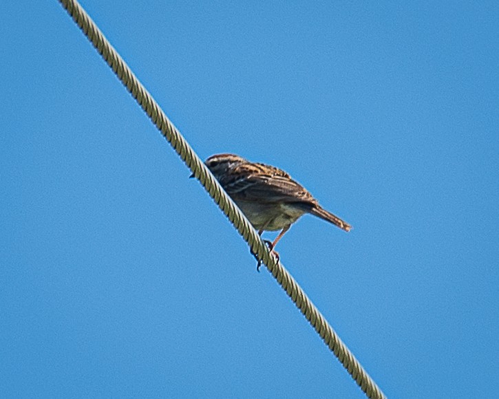Chipping Sparrow - ML620046170