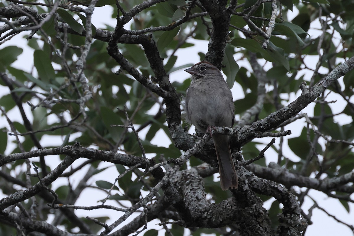 Rufous-crowned Sparrow - ML620046173