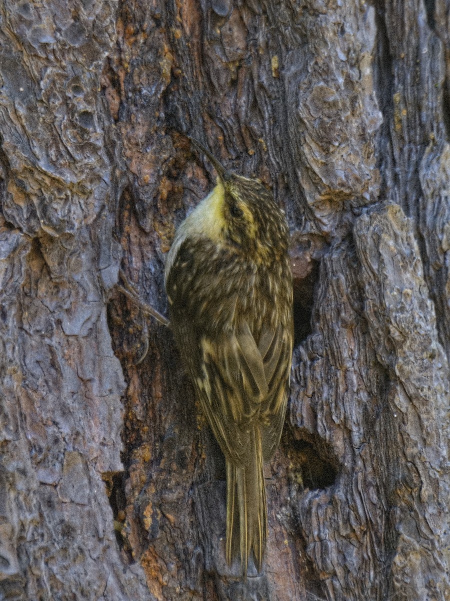 Brown Creeper (occidentalis Group) - ML620046175