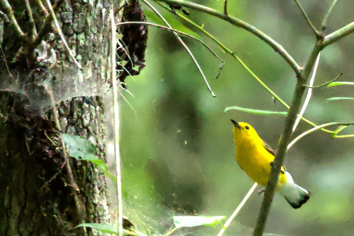 Prothonotary Warbler - ML620046181