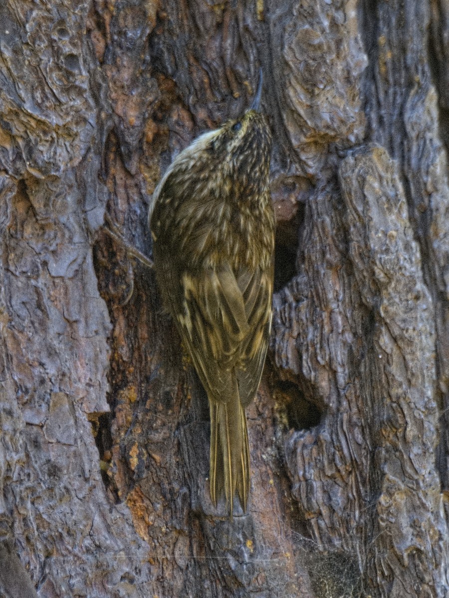 Brown Creeper (occidentalis Group) - ML620046183