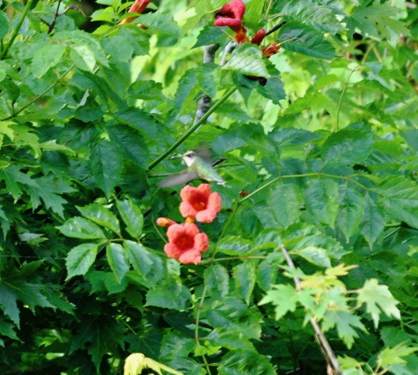 Ruby-throated Hummingbird - ML620046186