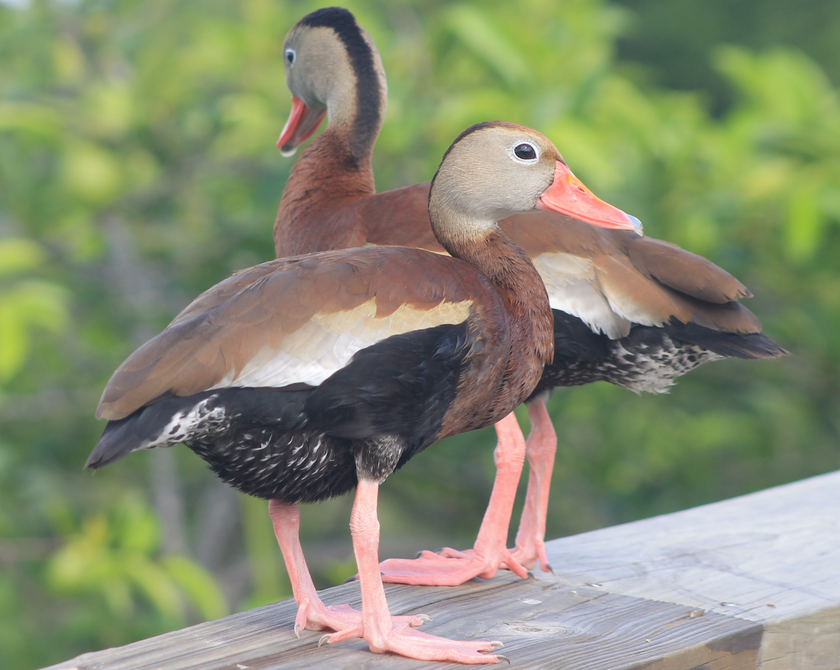 Black-bellied Whistling-Duck - Mikie Green