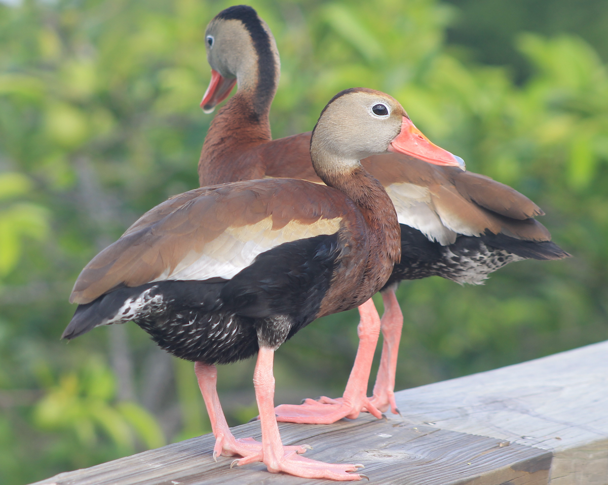 Black-bellied Whistling-Duck - ML620046188