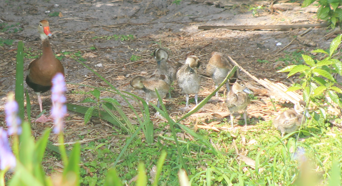 Black-bellied Whistling-Duck - ML620046189