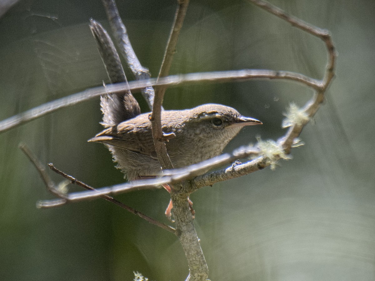 Bewick's Wren (spilurus Group) - ML620046190