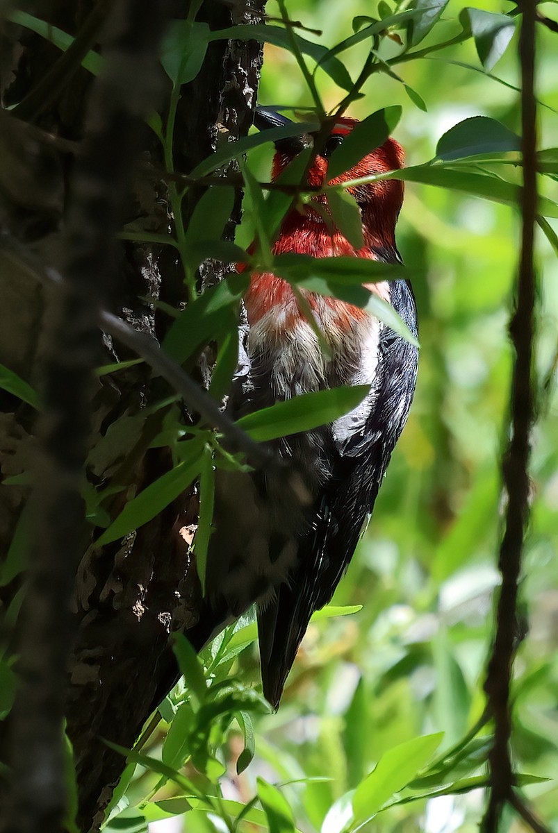 Red-breasted Sapsucker - ML620046191