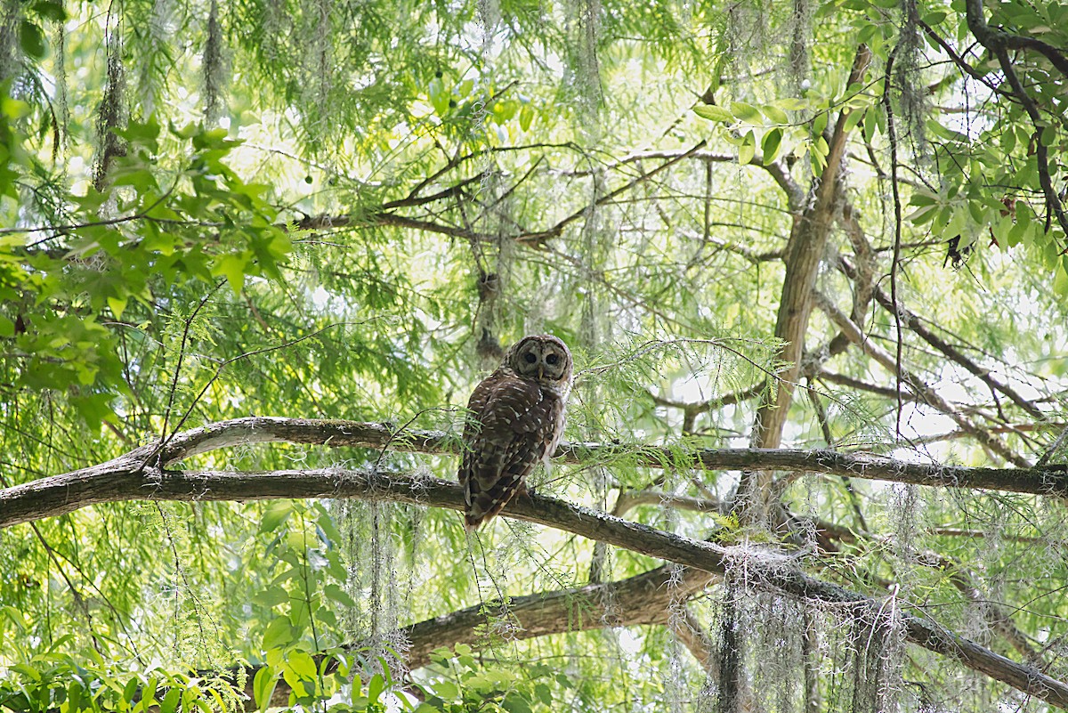 Barred Owl - ML620046193