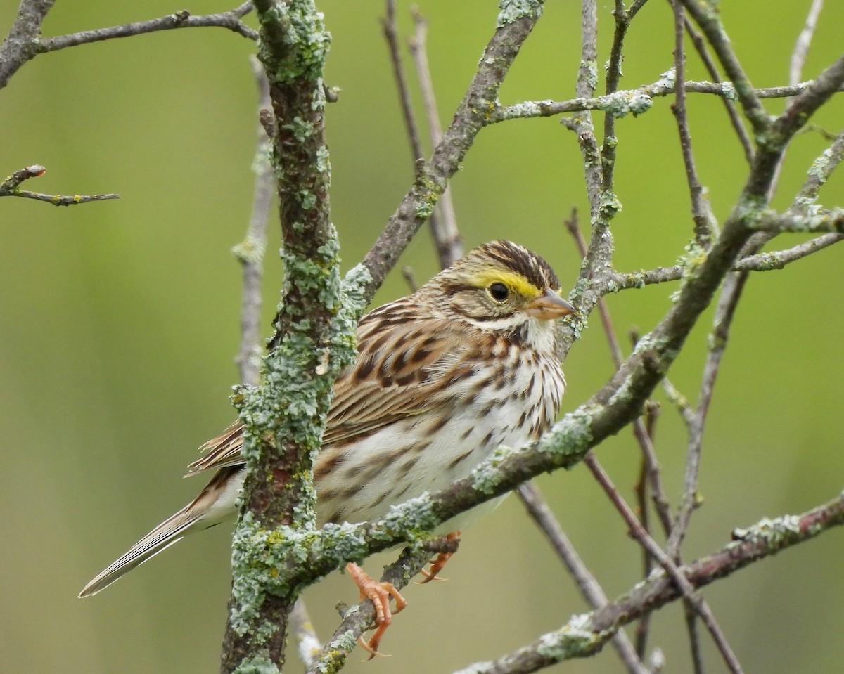 Savannah Sparrow - ML620046196