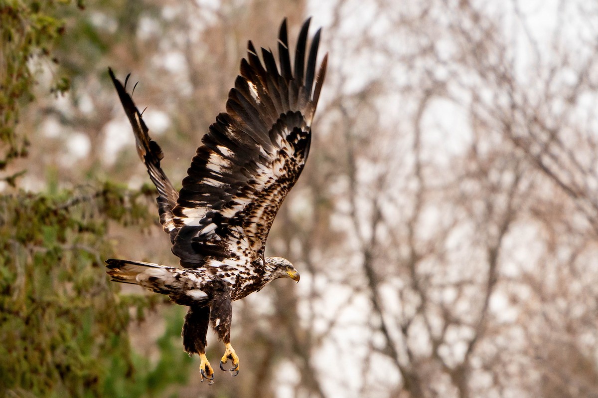 Bald Eagle - ML620046219