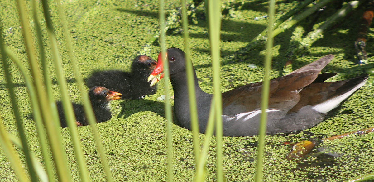 Common Gallinule - ML620046243