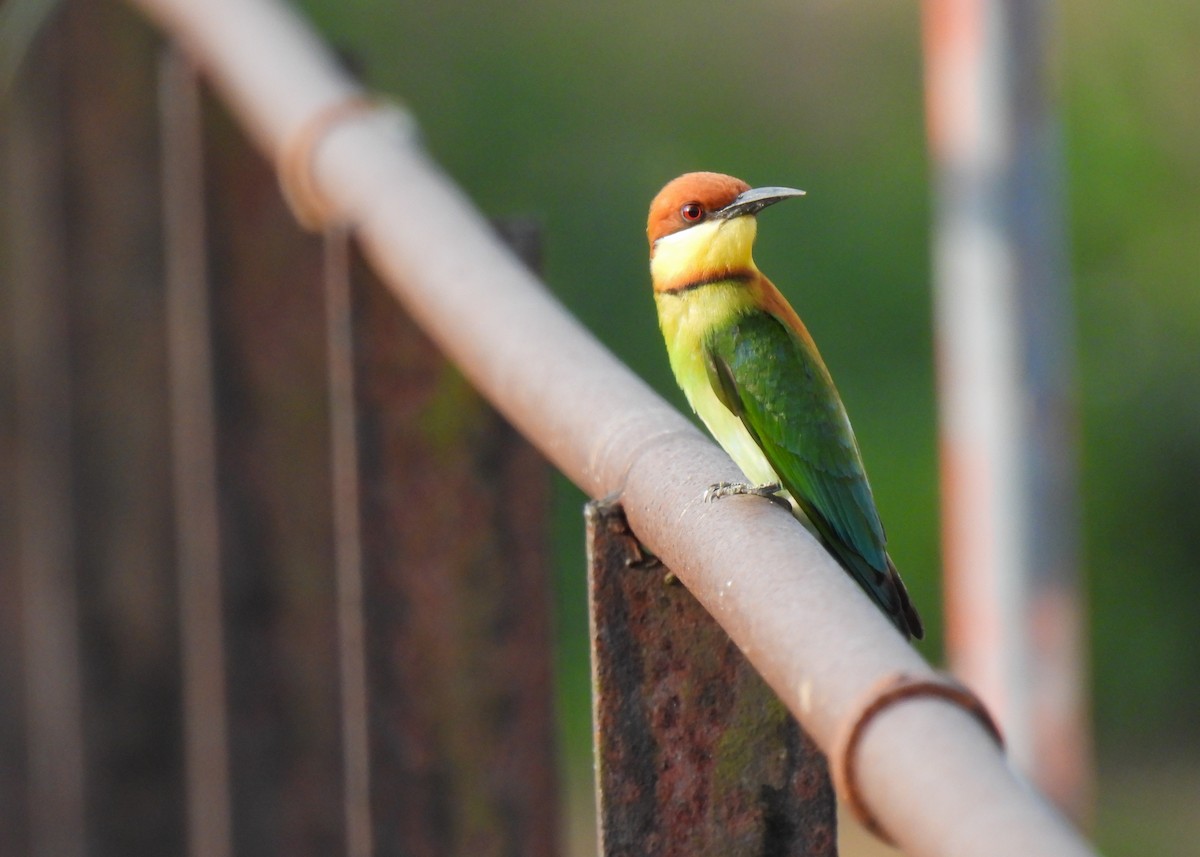 Chestnut-headed Bee-eater - Arthur Gomes