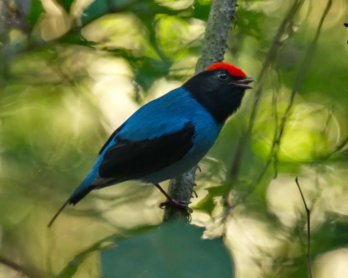 Swallow-tailed Manakin - ML620046252