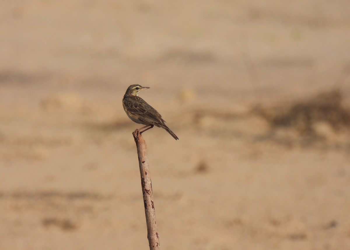 pipit sp. - ML620046256