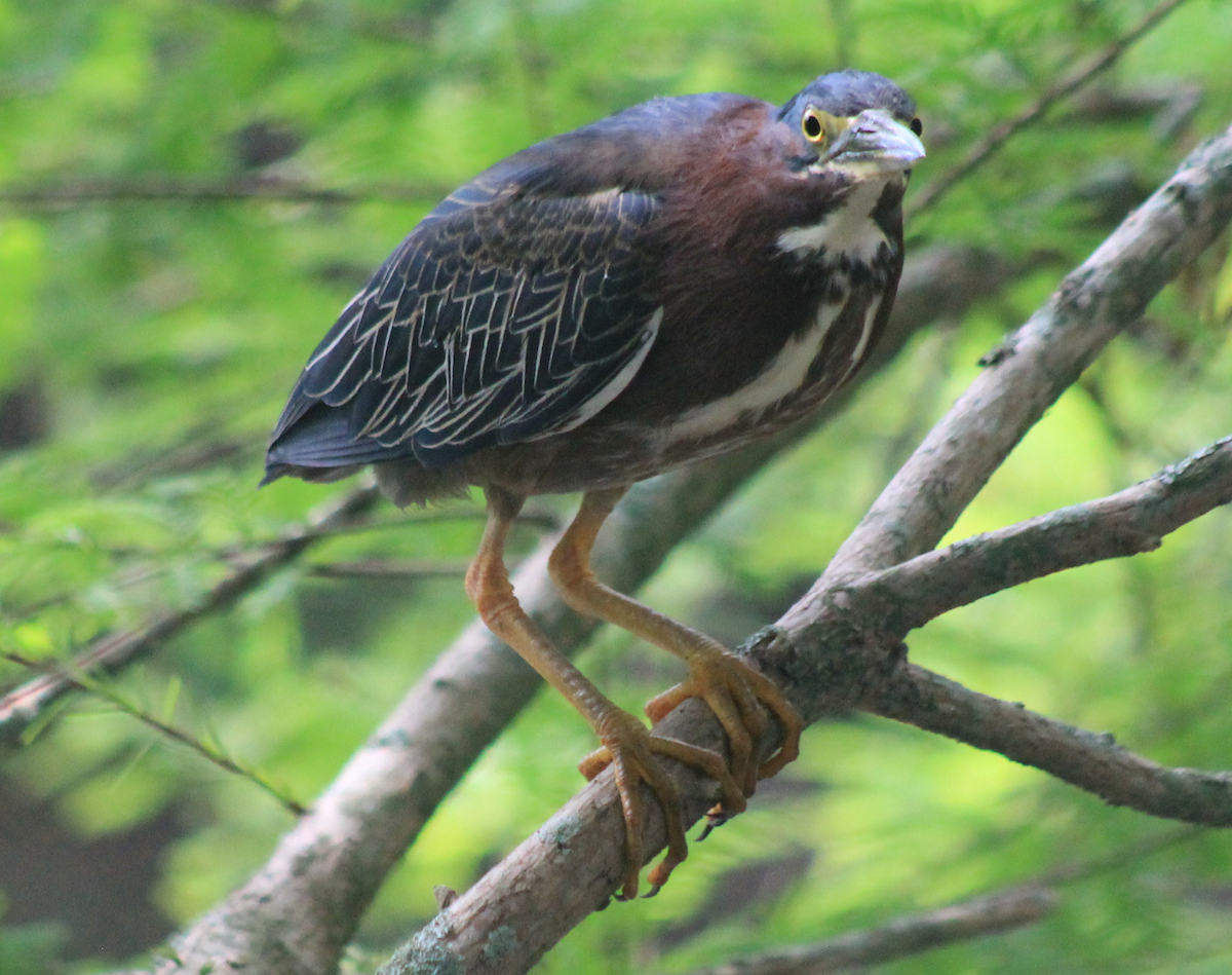 Green Heron - ML620046279