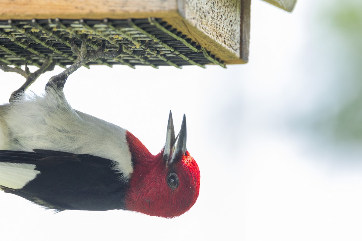 Red-headed Woodpecker - ML620046280