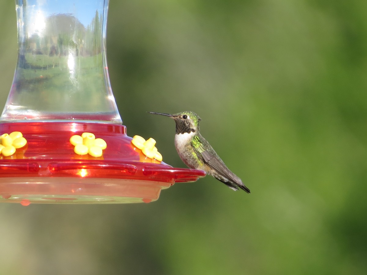 Broad-tailed Hummingbird - ML620046283