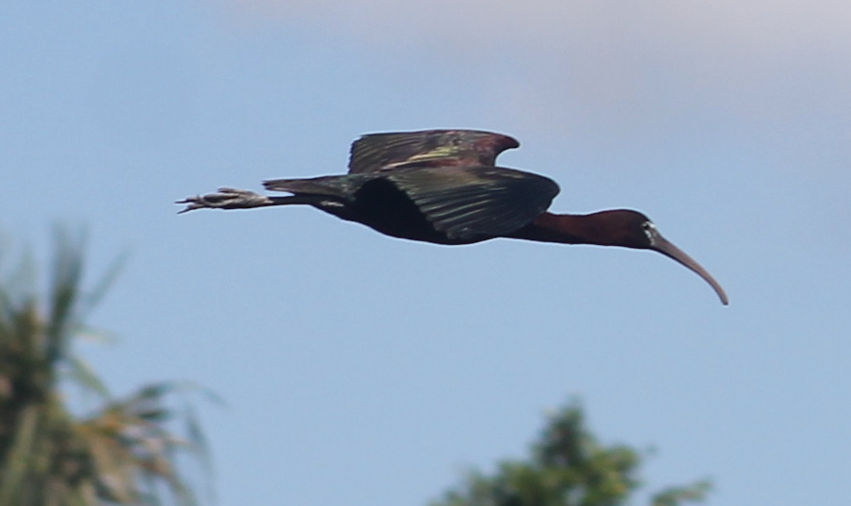 ibis hnědý - ML620046292
