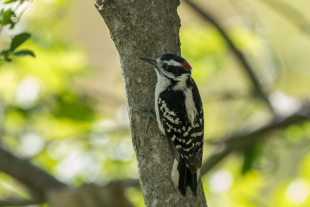 Downy Woodpecker - ML620046294