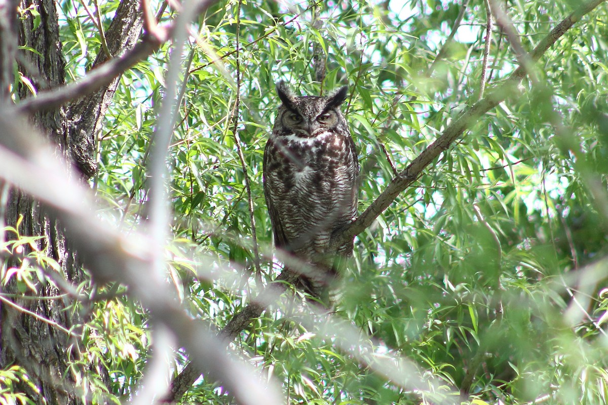 Great Horned Owl - ML620046300