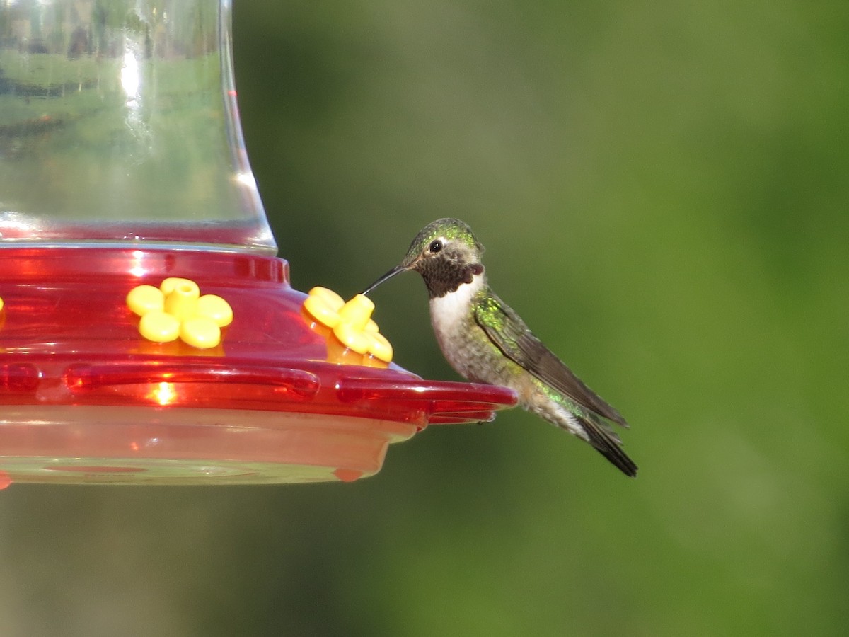 Broad-tailed Hummingbird - ML620046303