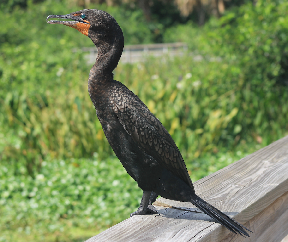 Double-crested Cormorant - ML620046309