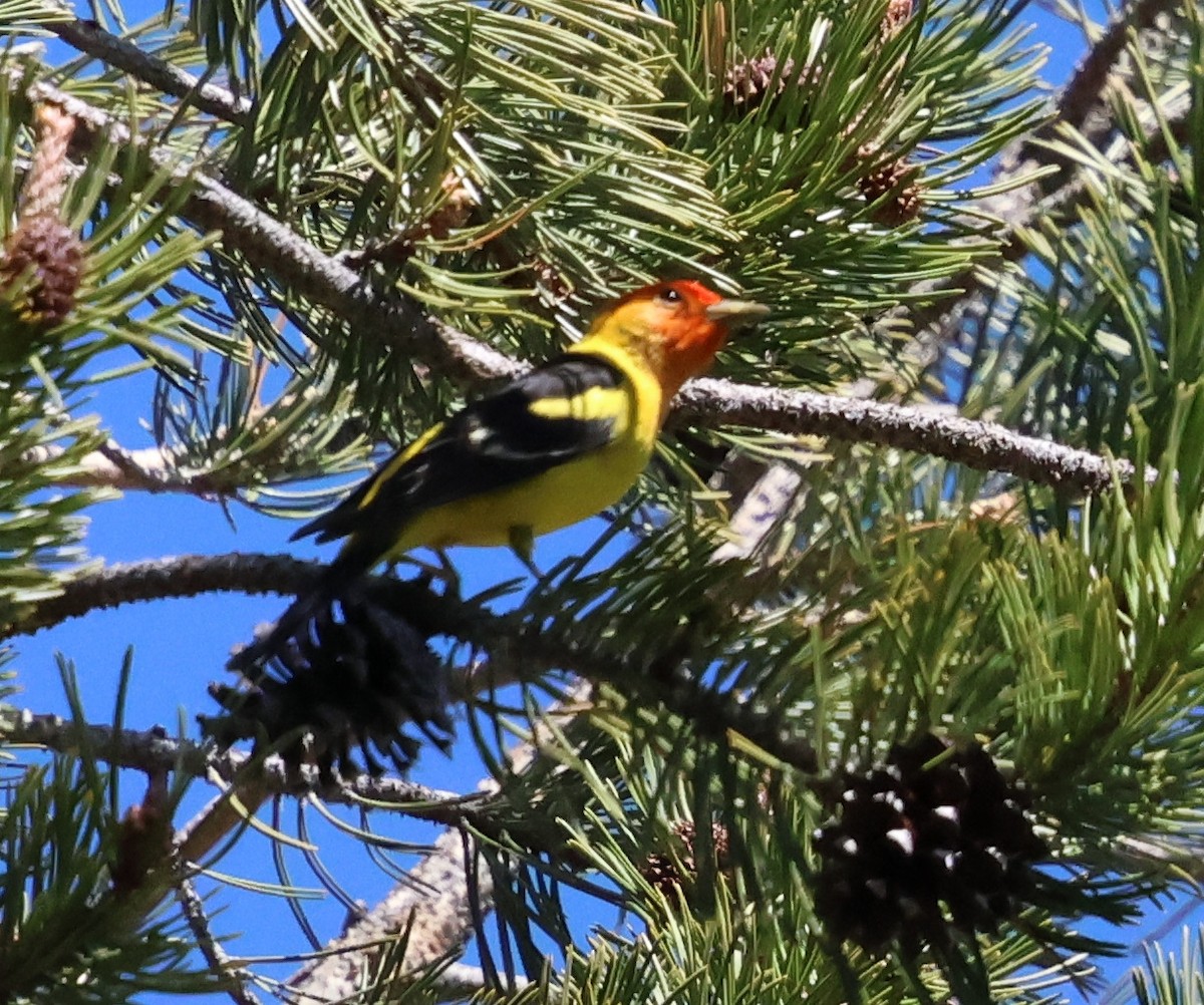 Western Tanager - ML620046327