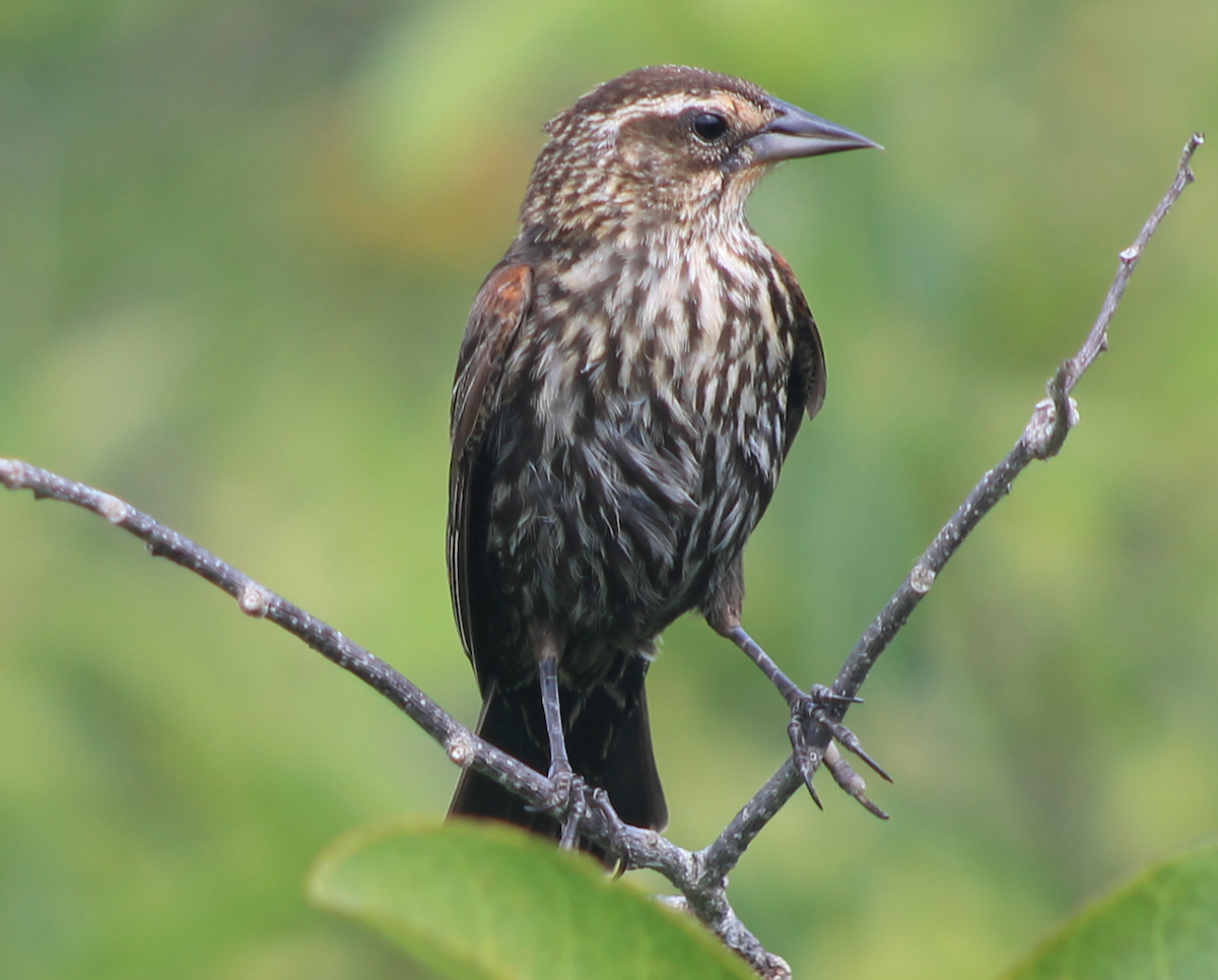 Red-winged Blackbird - ML620046340