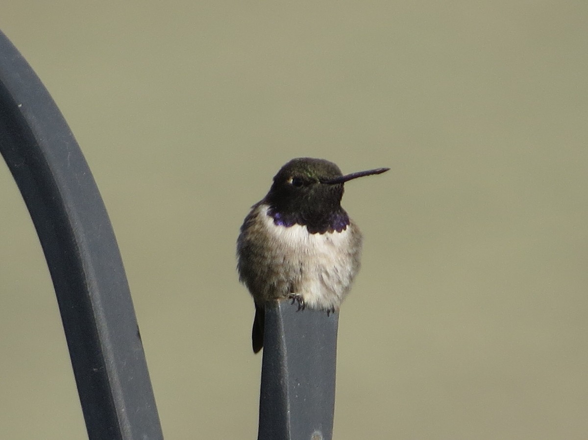 Black-chinned Hummingbird - ML620046358