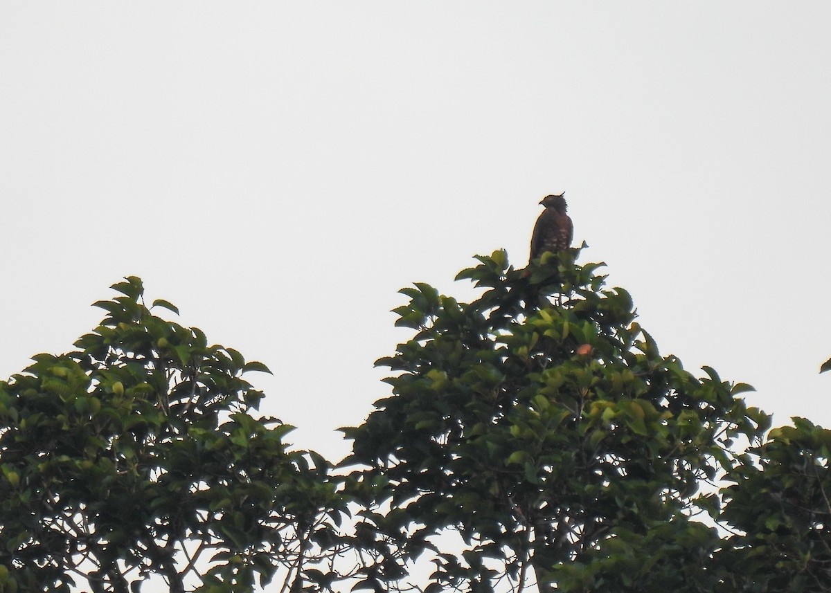 Oriental Honey-buzzard (Sunda) - ML620046366