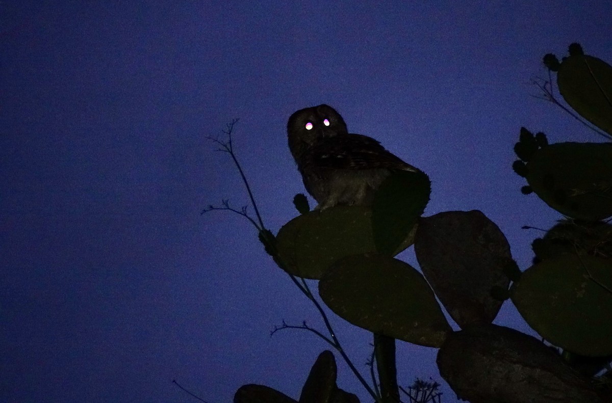 Tawny Owl - ML620046372