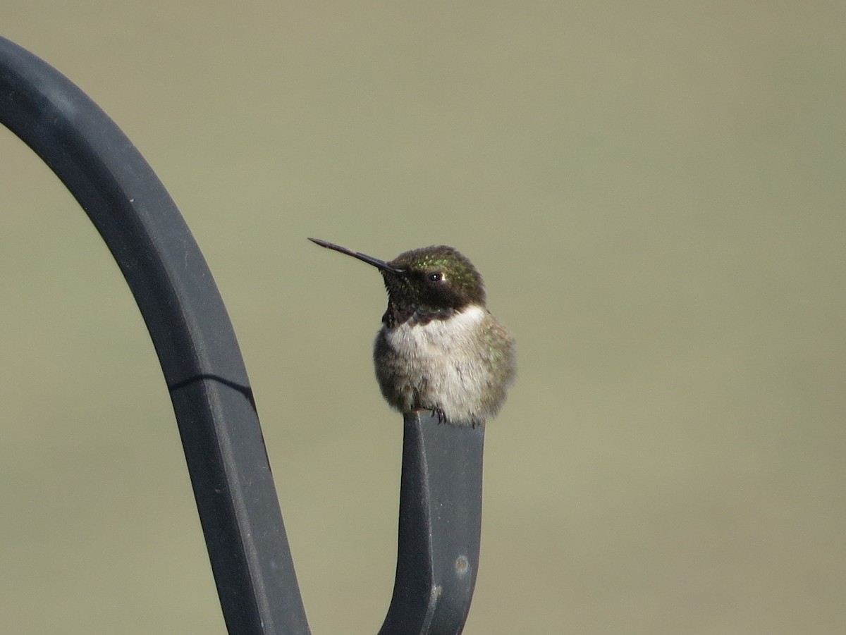 Black-chinned Hummingbird - ML620046374