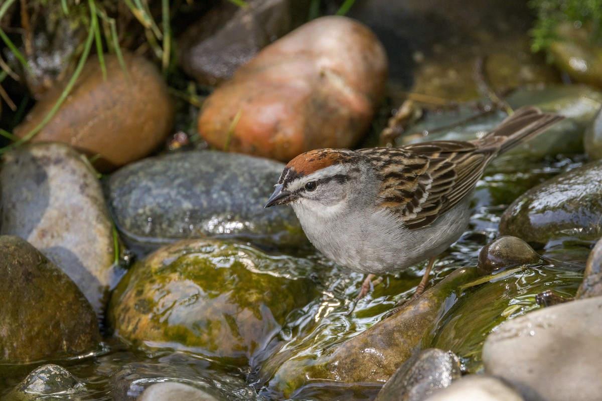 Chipping Sparrow - ML620046389