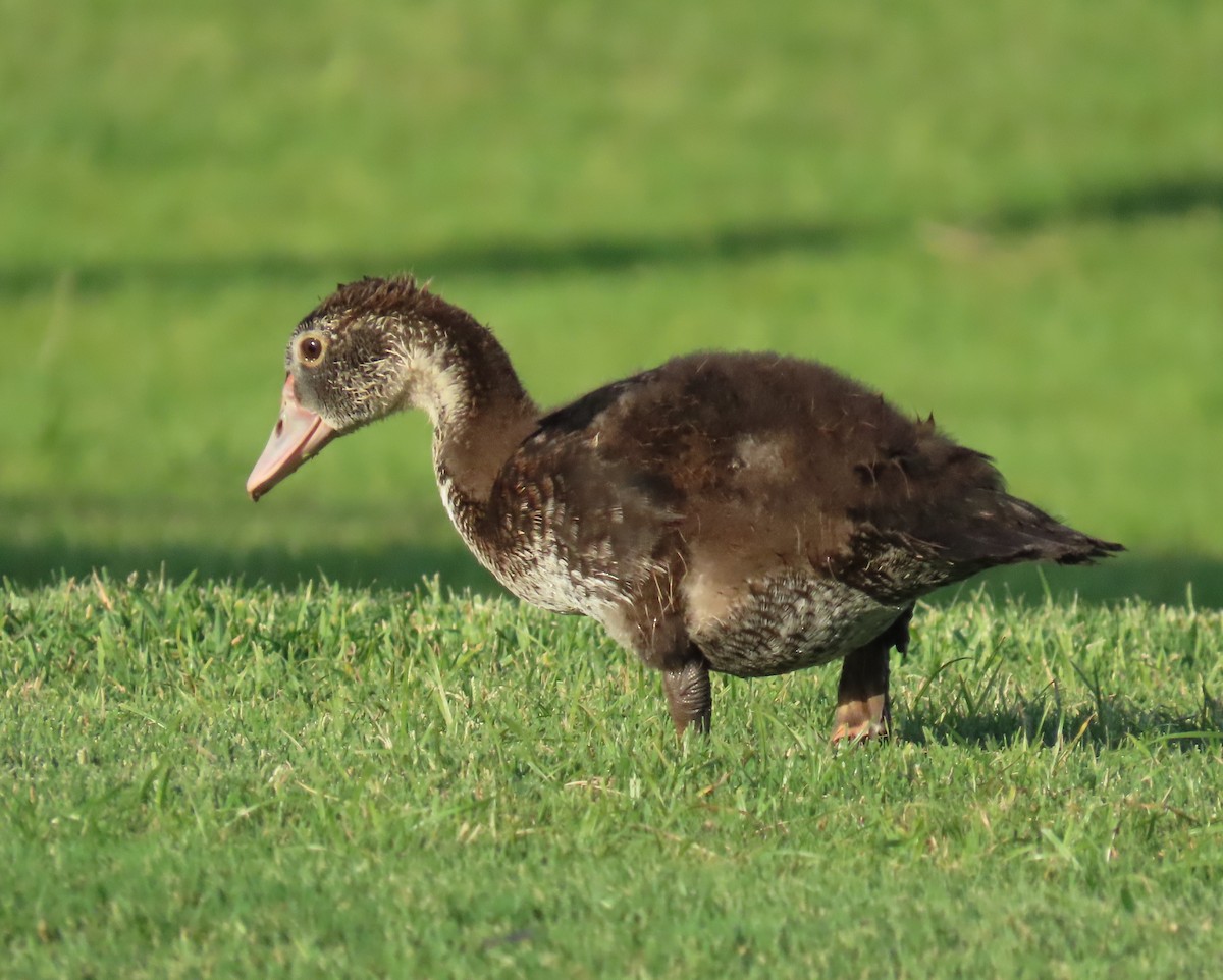 Muscovy Duck (Domestic type) - ML620046402