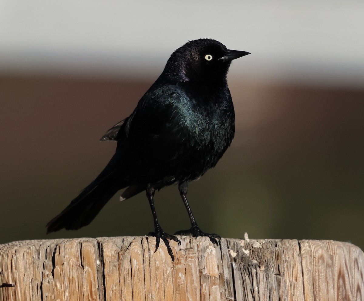 Brewer's Blackbird - ML620046454