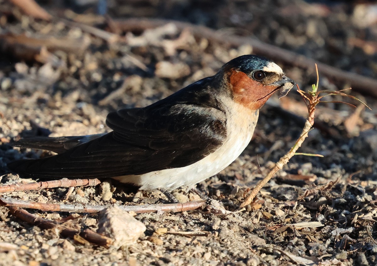 Cliff Swallow - ML620046458